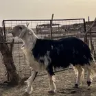 فحل نجدي خصم. خصم. مشروط