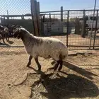 خروف نعيمي فل شحم