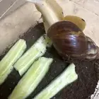 حلزون