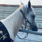 للبيع فرس شعبيه