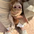 تيس عارض