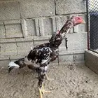 طقم سندي للبيع