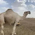 بعير اشقح منتج