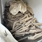 شحنتين شاص او ثلاث