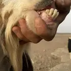 للبيع تيس فحل