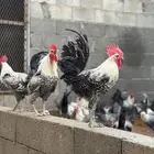 ديوك بلدي العمر 5 شهور الي 6