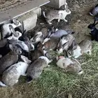 أرانب ما شاء الله ألوانها حلوة صحتها ما شاء الله طيبه