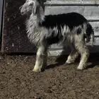 رخل نجديه