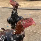 ديك باكستاني اثنين