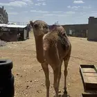 حاشي للبيع
