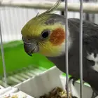 كروان للبيع