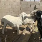 خرفان ذبايح للبيع في محافظة سميراء