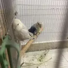 جوز روز انتاج
