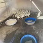 صوص بط عمر تقريبآ شهر