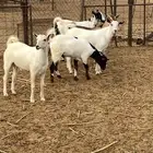 تيوس لبيع