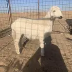 للبيع رخل عمرها 4 شهور