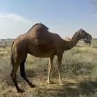 ناقة ساحلية
