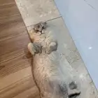 قط سكوتش فولد للبيع