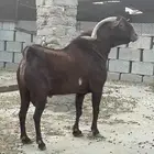 تيس فحل كفو للبيع