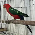 زوج كينق باروت بالغ وجاهز للانتاج