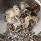 صوص دجاج بلدي