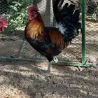 ديوك عربي ترثه