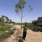 اكاسيا جلوكا 2 بوصة