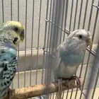 طيور للبيع