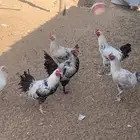 دجاج