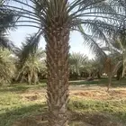 نخل غرس للبيع طولها من خمسه متر واربعه متر 130 نخله