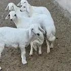 5 خرفان كفو كفو