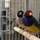 زوج طير قولدن فنش