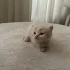 قطه
