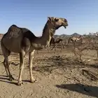 بكره حمراء باتليه كفو السن ثنيه تربع على جميع الشروط