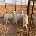 خرفان للبيع