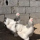 دجاج براهما