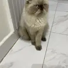 قط هملايا