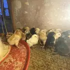 فروخ صوص دجاج بلدي