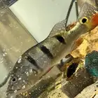 سمكة peocock bass