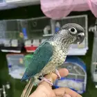 كنيور تركواز اليف هدد