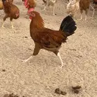 ديوك بلدي
