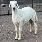 للبيع طلي ذبيحه