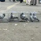 حمام زاجل اجواز جرط انتاج