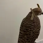 بأشق يركب على اليد