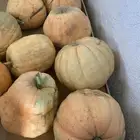 قرع يقطين للبيع طازج