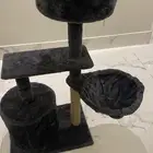 بيت قطط