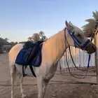 سرج
