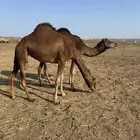 بكار سواحل خوات