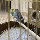 طيور الحب بادجي