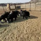 للبيع جفار عوارض كايفه شمال ينبع